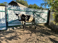 Krava, Russian Black pied cattle — foto 5