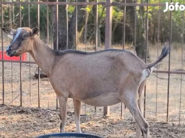 Echki, Alpine goat