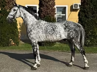 Cavalo, Cavalos — foto 1