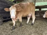 Lembu betina, Simmental cattle — foto 1