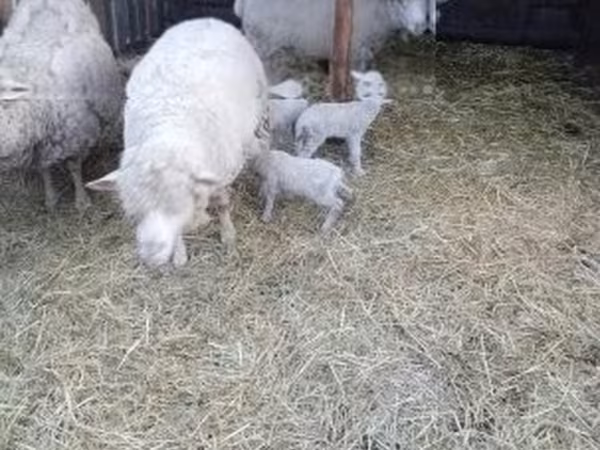 Ovelha, Merino sheep