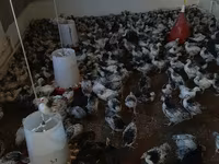 Chickens — foto 2