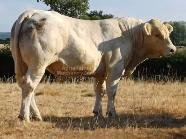 Tyre, Charolais cattle