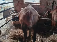 Bou, Simmental cattle — foto 4