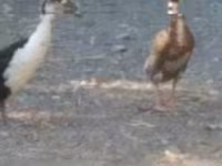 Ducks — 사진 4