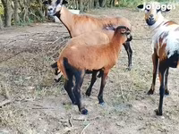 Beran, Cameroon sheep — foto 2