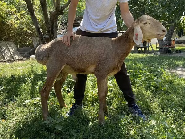 Beran, Arashan sheep