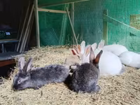Chickens — foto 4