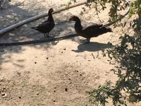 Ducks — عکس 8
