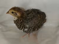 Quails — ảnh 8