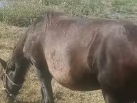 Iapă, Azerbaijan horse — foto 4