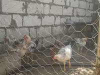 Chickens — تصویر 2
