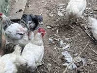 Chickens — ፎቶ 3