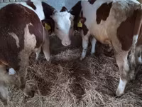 Lembu jantan, Simmental cattle — foto 3