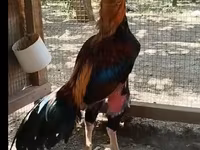 Chickens — รูปภาพ 3