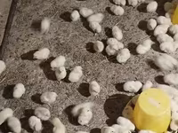 Chickens — عکس 2