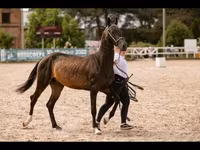 수말, Akhal-Teke — 사진 2