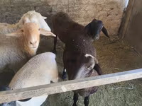 Ovce, Tian-Shan semifinewool sheep — foto 1