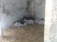 หมูป่าตัวผู้, Вьетнамская вислобрюхая — รูปภาพ 3