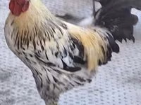 Chickens — photo 2