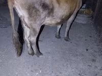 Lembu betina, Cattle — foto 4
