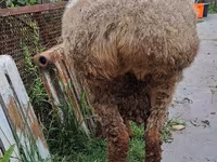 Ovce, Arashan sheep — foto 6