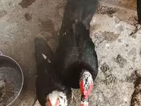 domácí kachna pižmová — foto 2