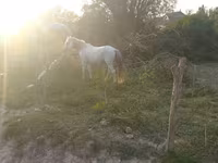 Koń, Azerbaijan horse — zdjęcie 3