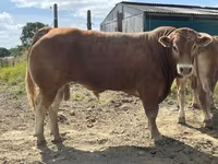 Toro, Vaca Limousin — foto 3