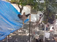 Chickens — عکس 7