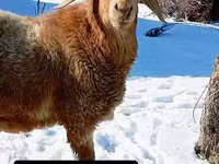 مینڈھا, Arashan sheep — تصویر 3