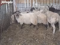 Schaap, Ile-de-France sheep — foto 7