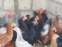 Chickens — foto 2