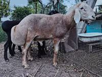 Խոյ, Arashan sheep — լուսանկար 4
