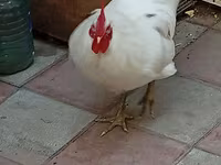 Australorp — sawirka 4