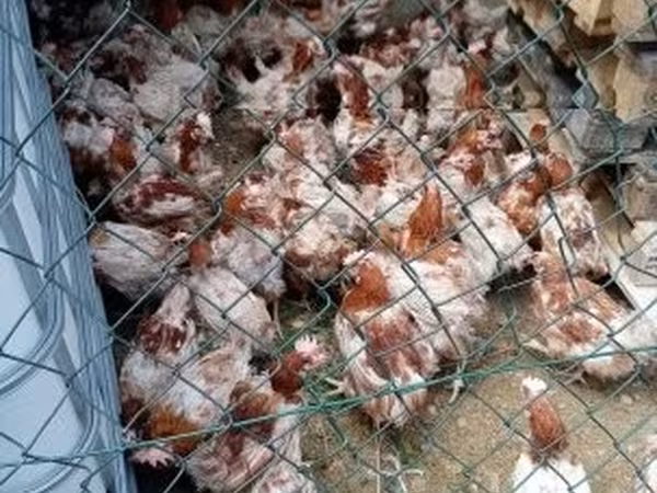 Chickens