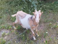 Koza, Alpine goat — fotografija 2