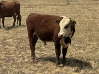 காளை, Simmental cattle — புகைப்படம் 3