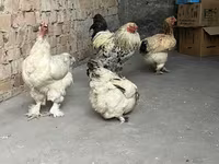 Brahma — fotografija 3