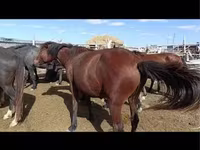 مادیان, Kazakh horse — عکس 4