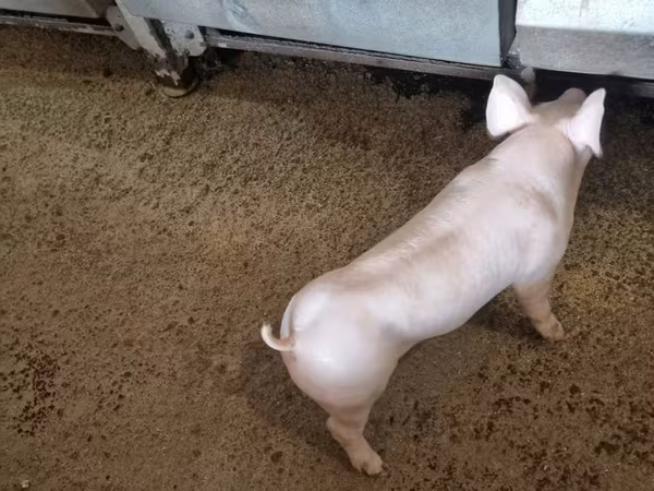 Boar,  — Moldova