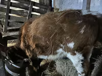 Kuh, Simmental cattle — Foto 2
