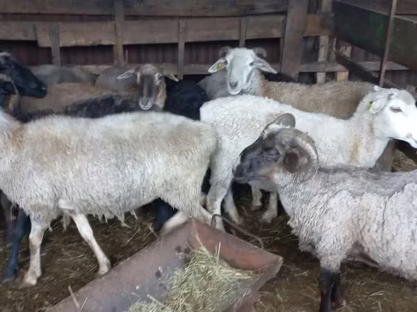 Kambing jantan, Sheep