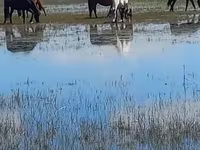 مادیان, Horse breed — عکس 1
