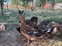 Ducks — picha 2