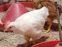 Chickens — ፎቶ 2