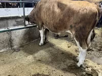 Vaca, Simmental cattle — foto 3