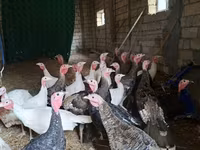 Guinea fowl — 사진 2