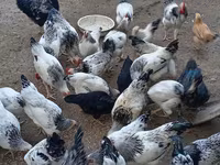 Chickens — รูปภาพ 3