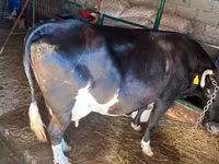 ძროხა, Russian Black pied cattle — ფოტო 1